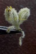  Male flowers